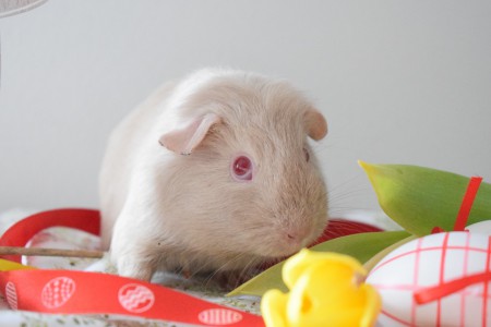 Daenerys Z Noemovy archy