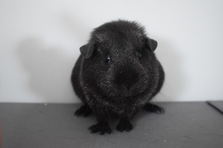 Flóra Z Noemovy archy