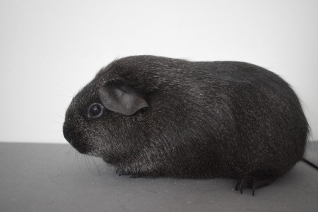 Fauna Z Noemovy archy